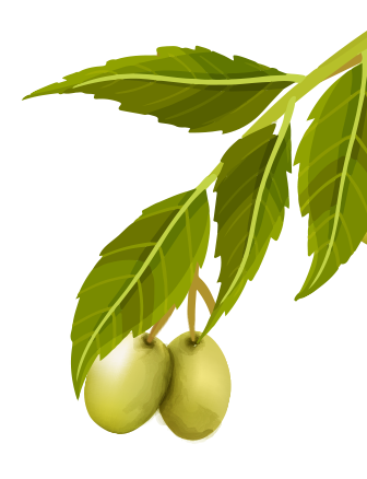 蘆薈抗菌洗手乳慕絲 蘆薈抗菌洗手乳慕絲